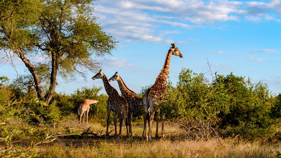 Highlights of South Africa with Kruger National Park