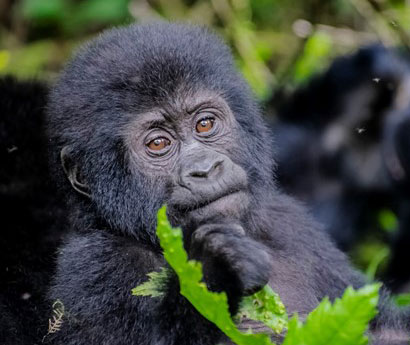 Uganda: Gorilla Tracking Safari