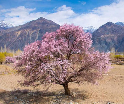 Chasing Spring in Ladakh