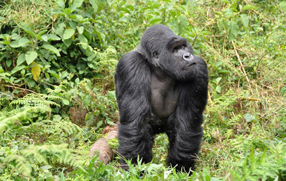 Gorilla Trekking in Rwanda