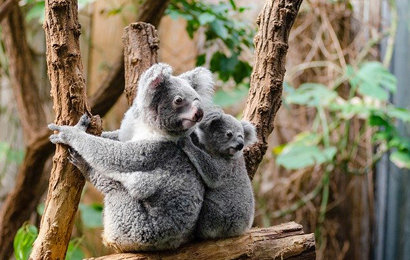 Koalas in the Wild