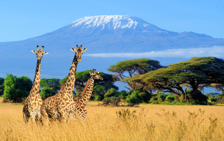 Air Tanzania