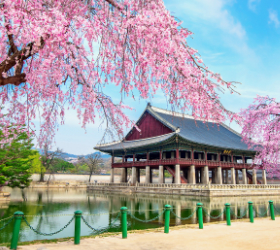 Springtime South Korea: Cherry Blossom Escape