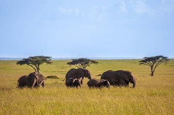 Discovering the Essence of Kenya