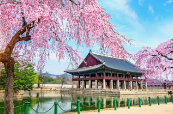 Experiencing the Magic of Spring in South Korea