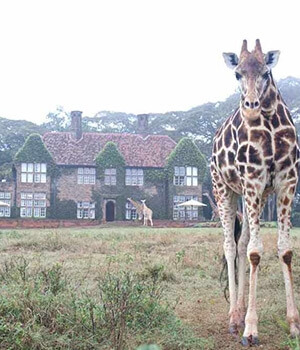 Giraffe Manor