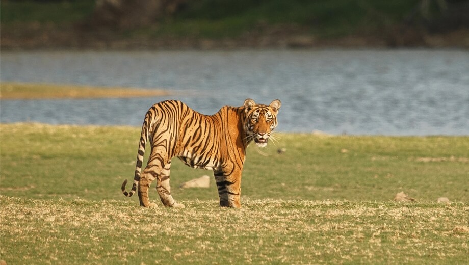 Into the wild: Ranthambhore