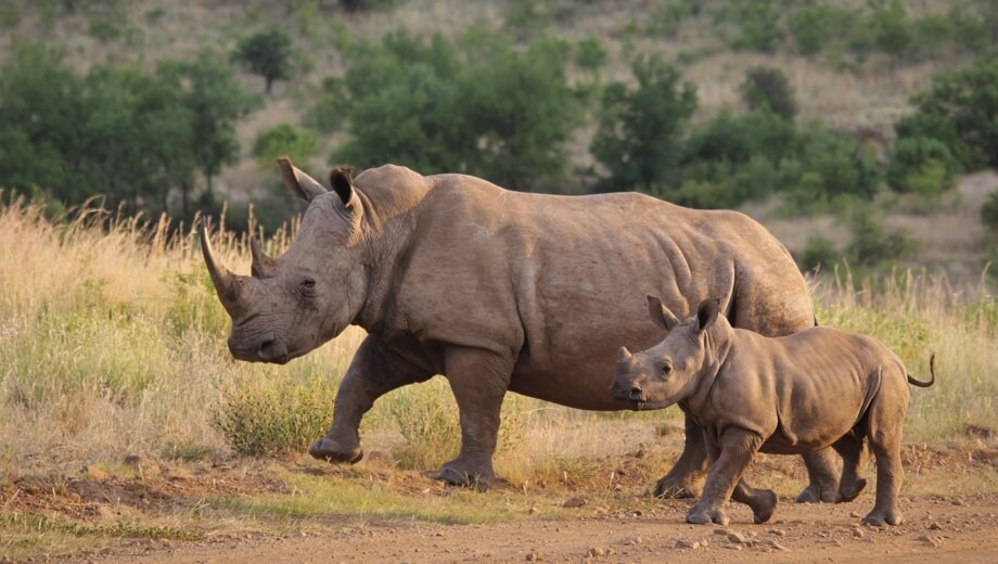 Kaziranga Wildlife Tour