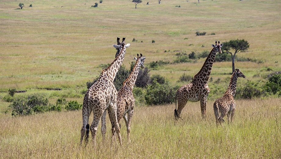 Kenyan Family Adventure