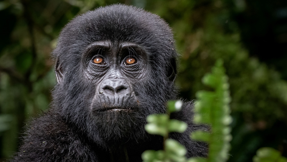 Rwanda Gorilla Safari