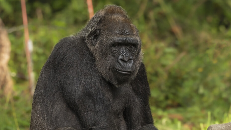 Uganda Gorilla Tracking