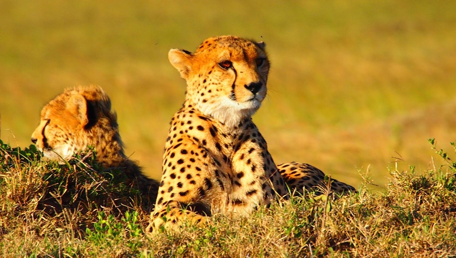 Ultimate Kenya Safari