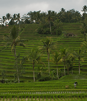 Astonishing Bali