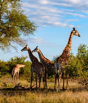 Highlights of South Africa with Kruger National Park