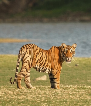 Into the wild: Ranthambhore