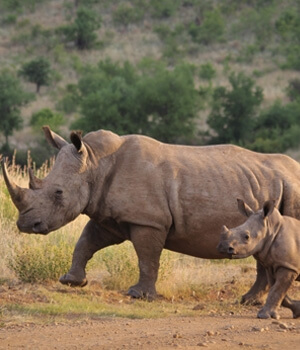 Kaziranga Wildlife Tour