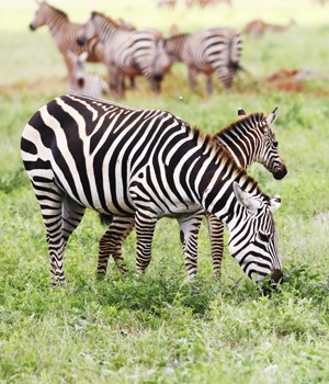 Kenya & Tanzania Safari Experience