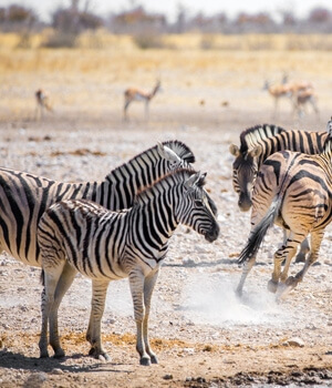 Kenya Safari Experience