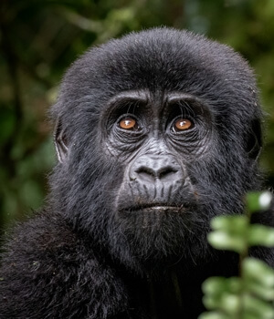 Rwanda Gorilla Safari