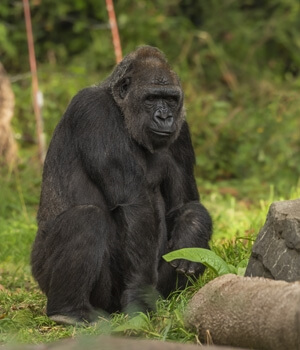 Uganda Gorilla Tracking