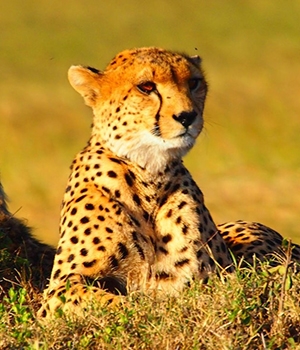Ultimate Kenya Safari