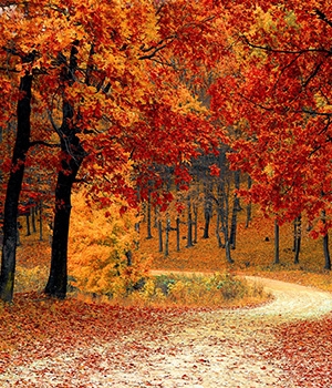 Vermont & Maine: Colours of Autumn